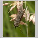 Haematopota pluvialis - Bremse w03.jpg